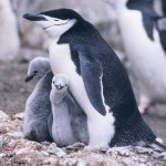 Roy and Silo penguins